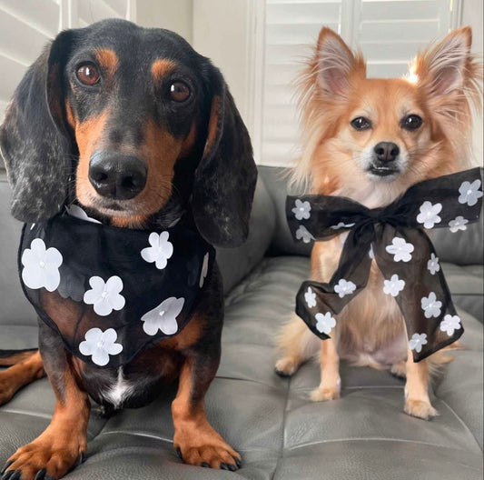 Black Flower Bandana + Scrunchie Set